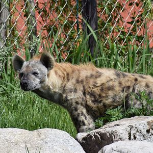 Spotted hyena