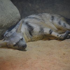 Southern aardwolf