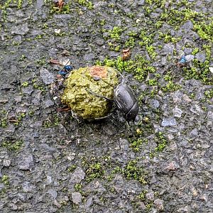 Dung Beetle