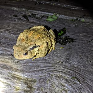 Taiwan Toad (Bufo bankorensis)