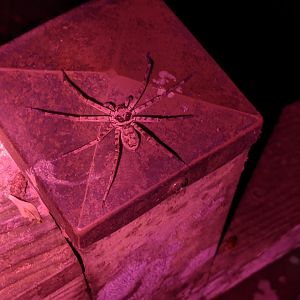 Huntsman Spider