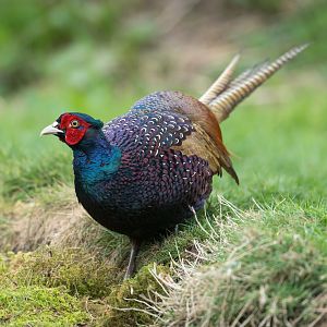 Pheasant (wild) UK