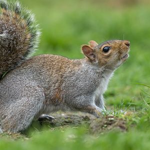 Grey Squirrel (wild) UK