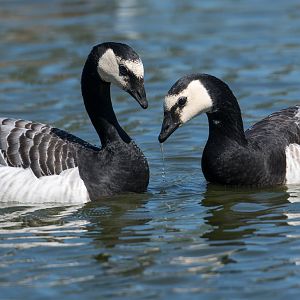 Barnacle Geese (wild) UK