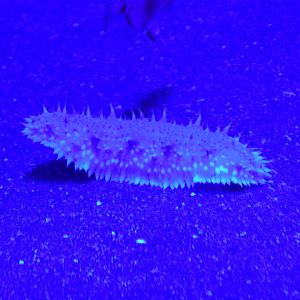 ID IN NAPOLI AQUARIUM, ITALY