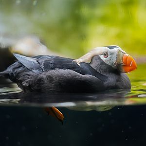 Tufted Puffin