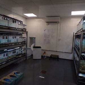 Darwin’s frog breeding room 11.2.25