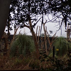 View of gorilla enclosure 11.2.25