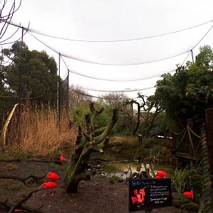 Bird safari aviary 11.2.25