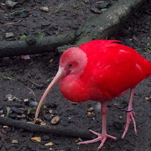 Scarlet ibis 11.2.25