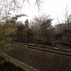 Red river hog enclosure 11.2.25