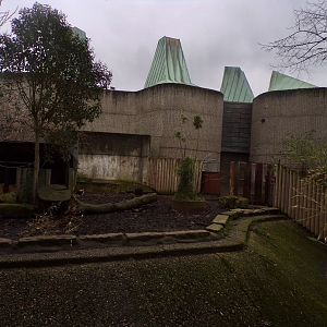 Red river hog enclosure 11.2.25