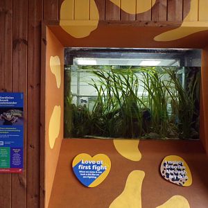 Sardinian brook salamander tank 11.2.25