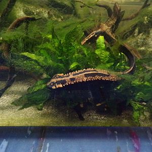 Laos warty newt 11.2.25