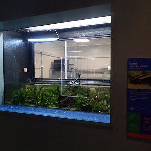 Laos warty newt tank 11.2.25