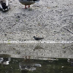 Solitary Sandpiper (Tringa solitaria) - wild - with mallards for size comparison!