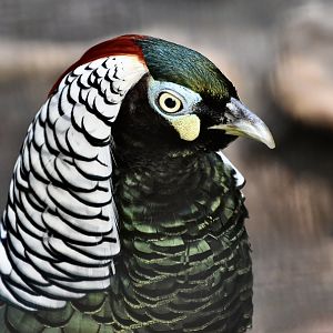Lady Amherst's Pheasant (Chrysolophus amherstiae) male