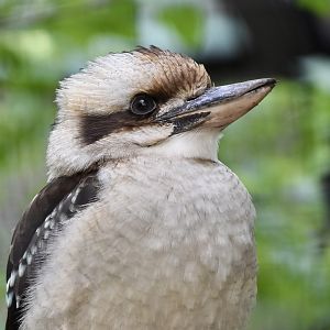 Laughing Kookaburra (Dacelo novaeguineae)