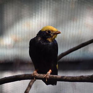 Golden-Crested Myna (Ampeliceps coronatus)