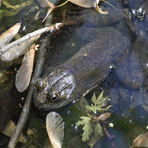 American Bullfrog (Lithobates catesbeianus) - wild