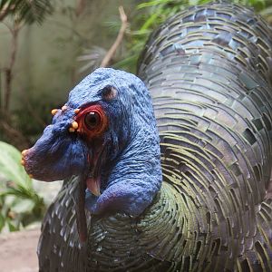 Ocellated Turkey (Meleagris ocellata) male