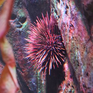 SeaLife Sydney - Urchin ID? Heliocidaris erythrogramma or maybe Heliocidaris tuberculata??