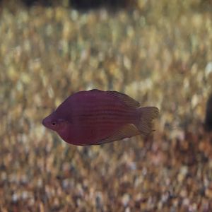SeaLife Sydney - rainbowfish ID??