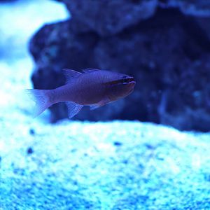 SeaLife Sydney - cardinalfish ID??