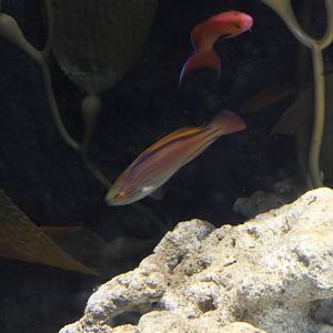SeaLife Sydney - fairy wrasse ID??