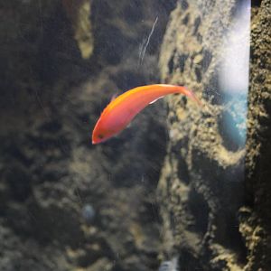 SeaLife Sydney - fairy wrasse ID??
