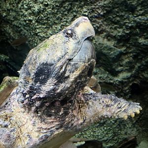 Alligator Snapping Turtle  - Riverbanks Zoo