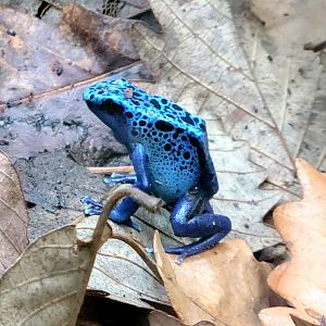 Blue Poison Dart Frog-Riverbanks Zoo