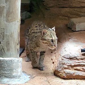 Fishing Cat-Riverbanks Zoo