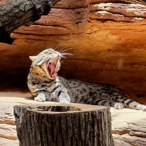 Fishing Cat-Riverbanks Zoo