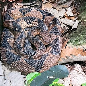 Bushmaster-Riverbanks Zoo