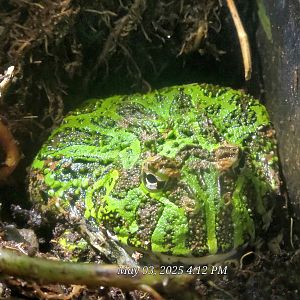 Ornate Horned Frog  - Riverbanks Zoo