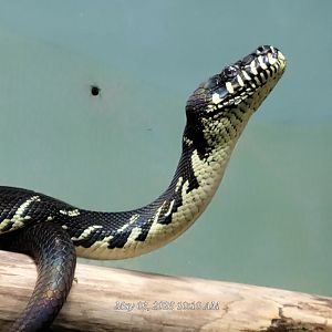 Boelen's Python - Riverbanks Zoo