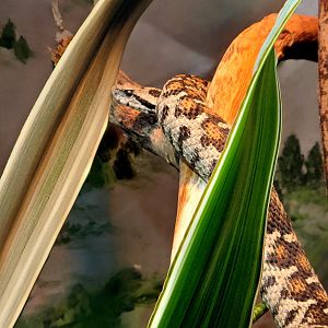 Ocellated Mountain Viper - Riverbanks Zoo