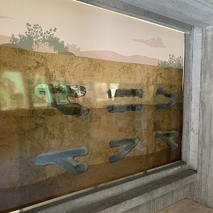 New enclosure in the monkey house