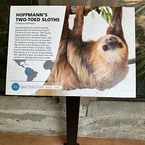 Apr. 2025 - Two-Toed Sloth Signage