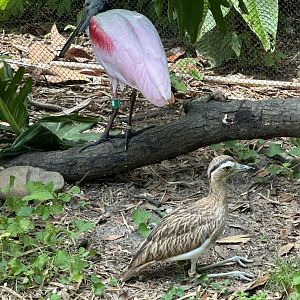 Roseate Spoonbill (P. ajaja) + Double-Striped Thick-Knee (H. bistriatus)