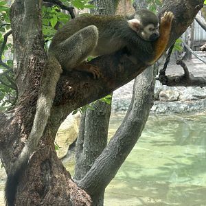 Common Squirrel Monkey (Samiri sciureus)