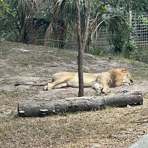 African Lion (Panthera leo ssp.)