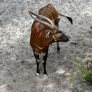 Eastern Bongo (T. e. isaaci)