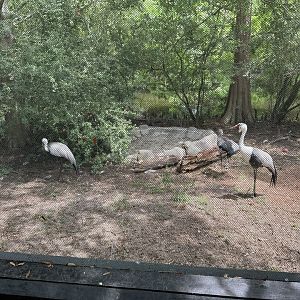 Wattled Cranes (Grus carunculata)