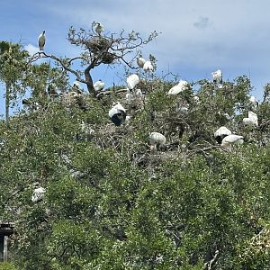 Apr. 2025 - Africa Loop - (Wild) Wood Stork Colony