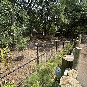 Apr. 2025 - Africa Loop - Common Warthog Enclosure