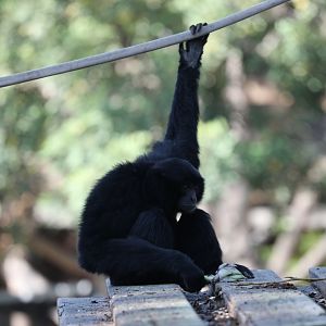 siamang (Symphalangus syndactylus)