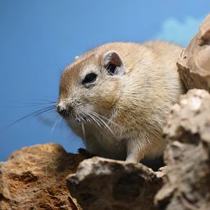 fat sand rat (Psammomys obesus)