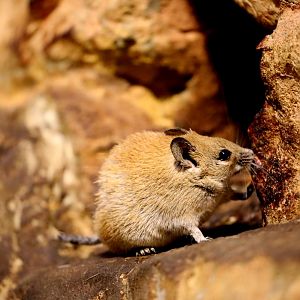 golden spiny mouse (Acomys russatus)
